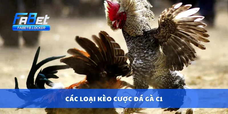 Các loại kèo cược đá gà C1