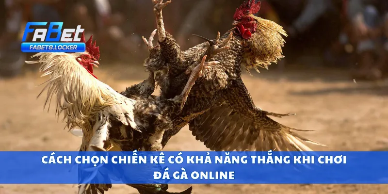 Cách chọn chiến kê có khả năng thắng khi chơi đá gà online