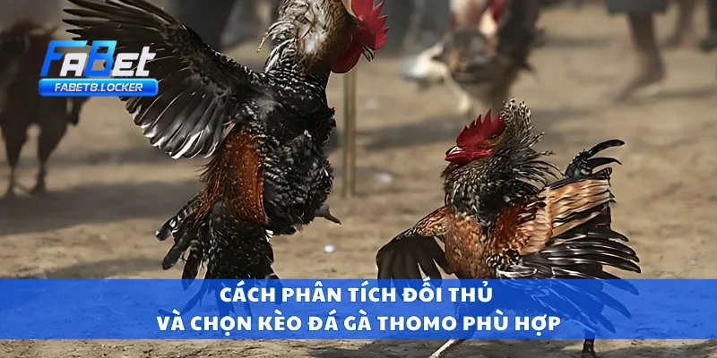 Cách phân tích đối thủ và chọn kèo đá gà thomo phù hợp