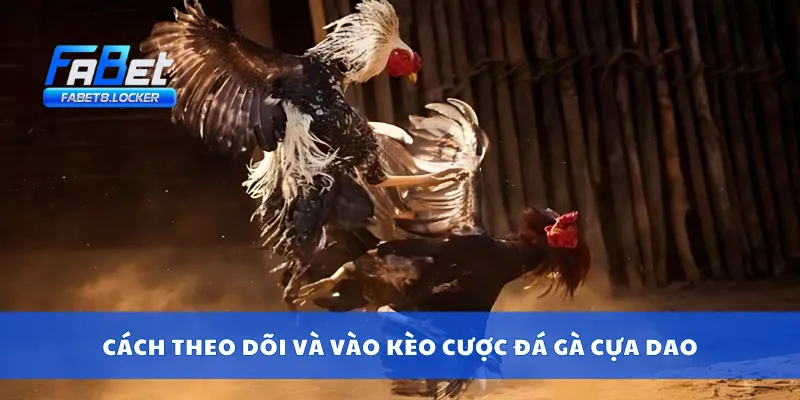 Cách theo dõi và vào kèo cược đá gà cựa dao