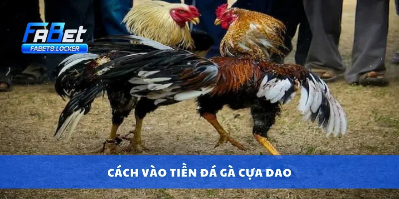 Cách vào tiền đá gà cựa dao