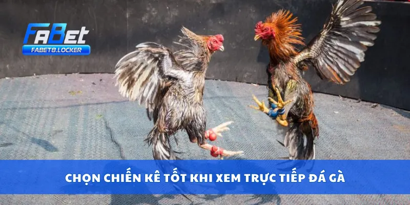 Chọn chiến kê tốt khi xem trực tiếp đá gà