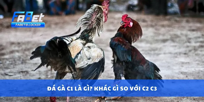 Đá gà C1 là gì? Khác gì so với C2 C3