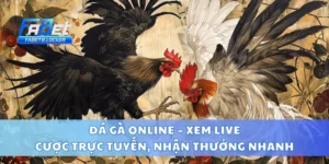 Đá Gà Online – Xem Live, Cược Trực Tuyến, Nhận Thưởng Nhanh