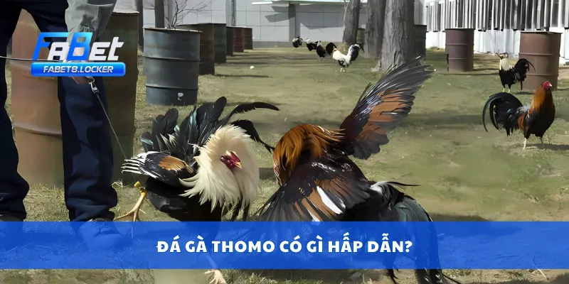 Đá gà thomo có gì hấp dẫn?