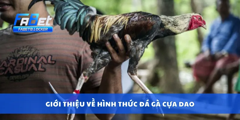 Giới thiệu về hình thức đá gà cựa dao