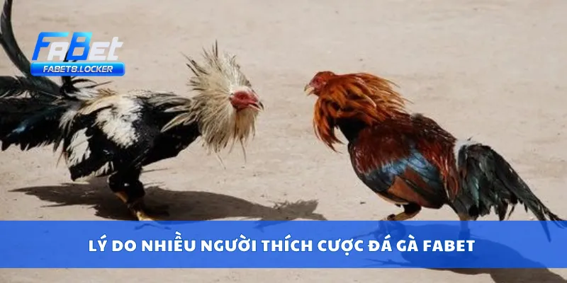 Lý do nhiều người thích cược đá gà Fabet