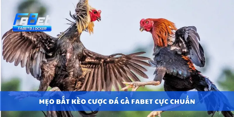 Mẹo bắt kèo cược đá gà Fabet cực chuẩn
