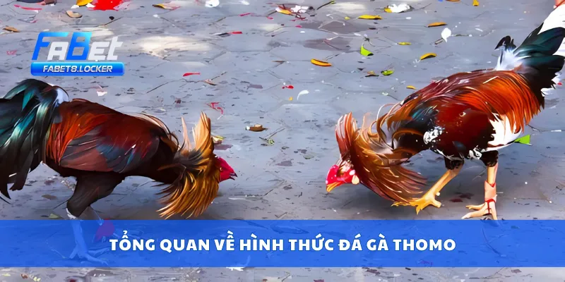 Tổng quan về hình thức đá gà Thomo