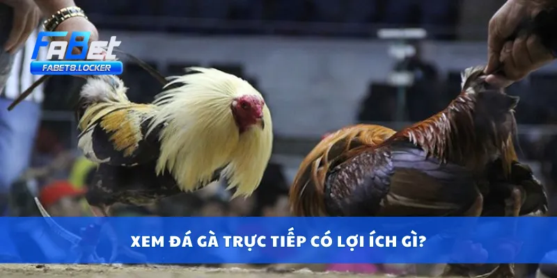 Xem đá gà trực tiếp có lợi ích gì?